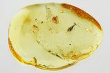 Detailed Fossil Wasp (Ismaridae) In Baltic Amber - Rare! #346577-1